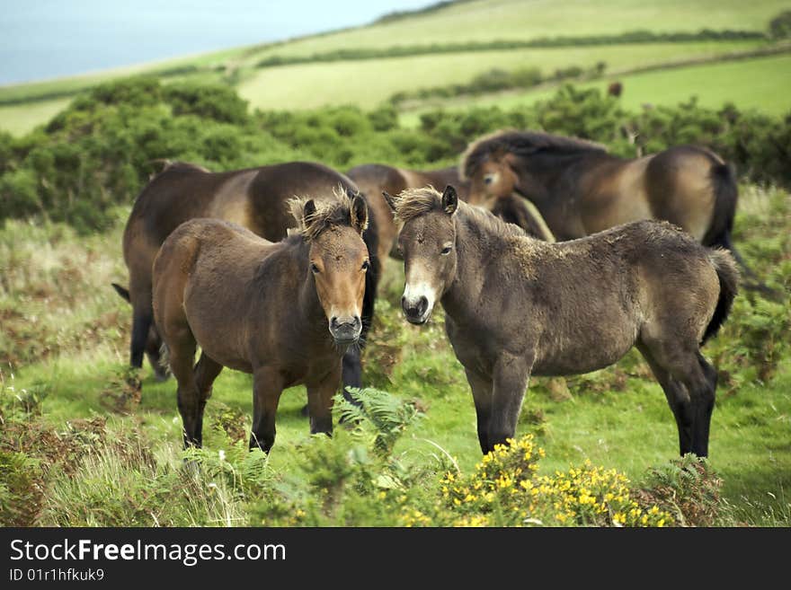 A group of wild horses in Exmoor