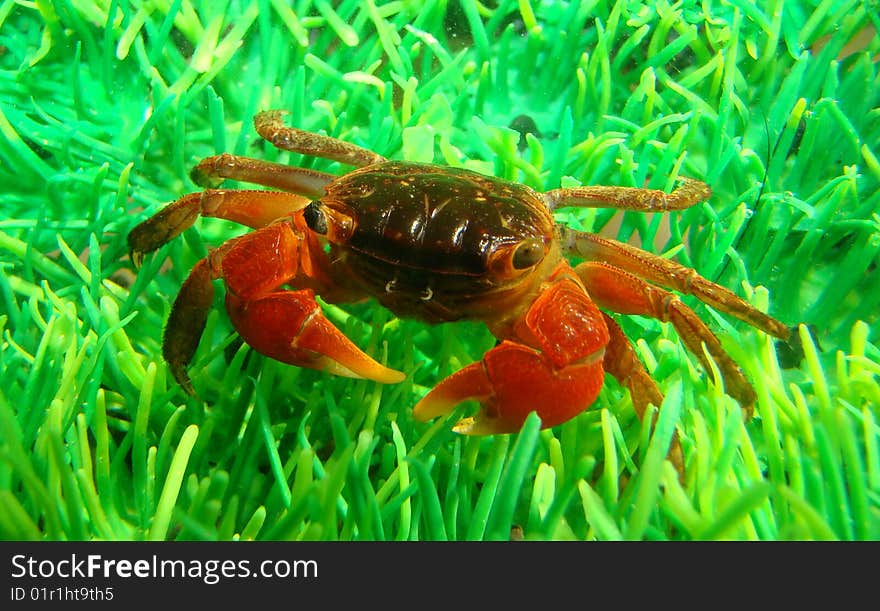 Midget mangrove crab lately in aquarium