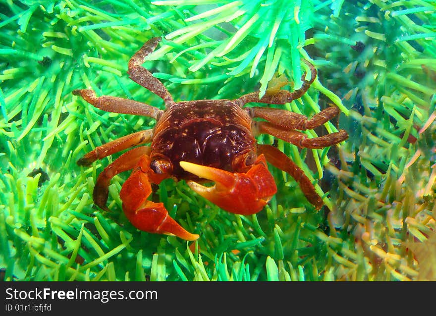 Midget mangrove crab lately in aquarium