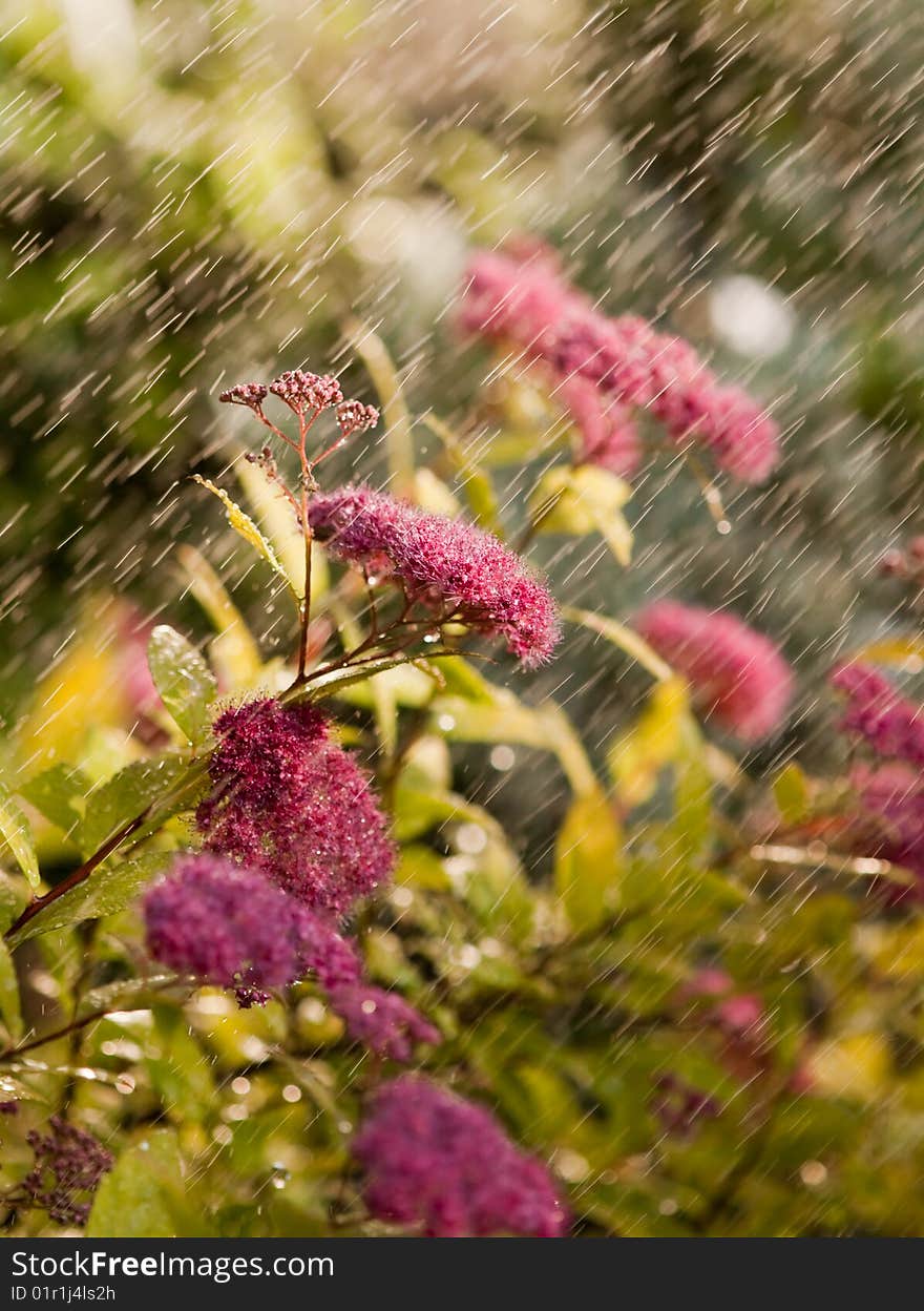 Flowers sprayed drencher - shallow depth of field