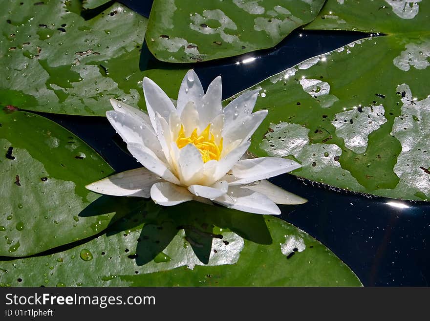 Lily and Pads in Pond