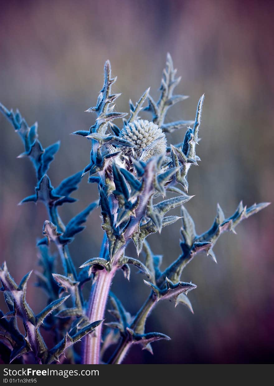 Thistle in cold colors with blurred background. Thistle in cold colors with blurred background