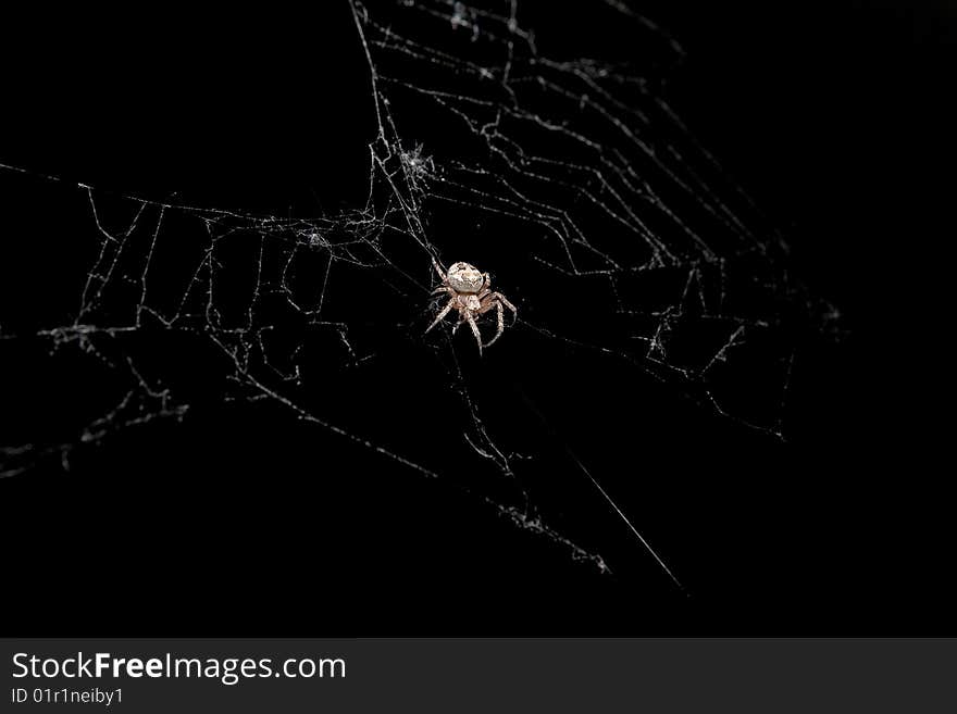 Hungry spider hunting on it web