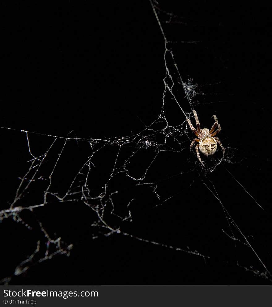 Hungry spider on it web on black ground