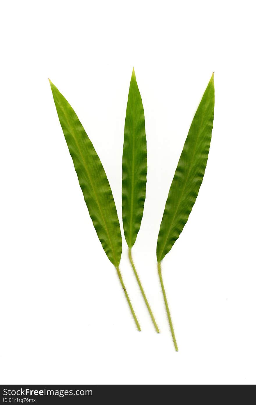 Three green leaves on white