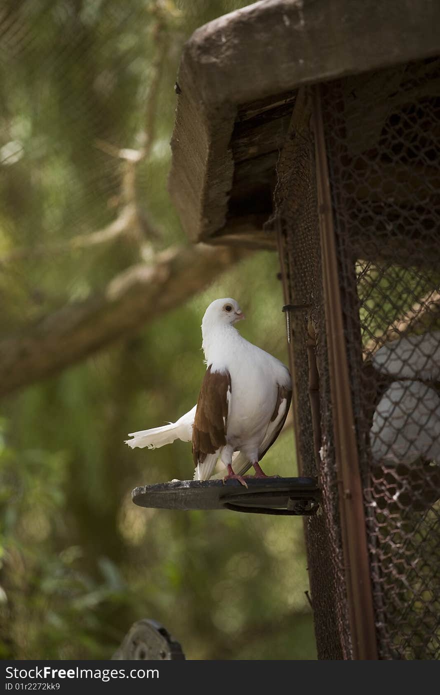 Beautiful dove posing infront af its cage