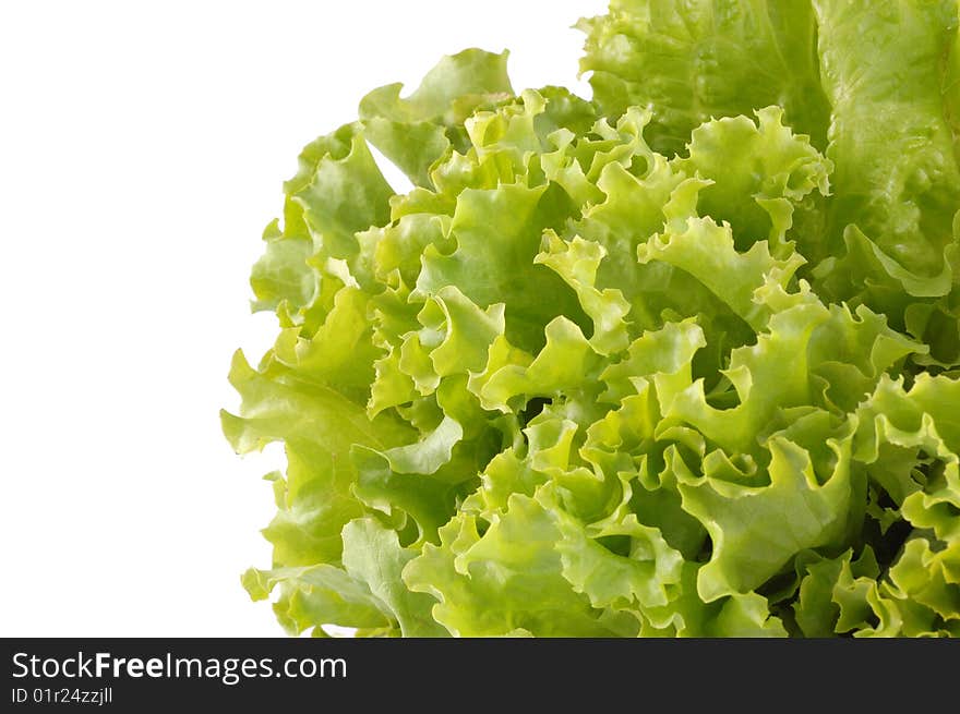 Green leaves of lettuce on a white background