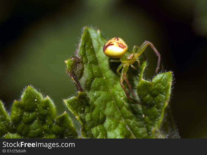 Photo of a Spider on leaf