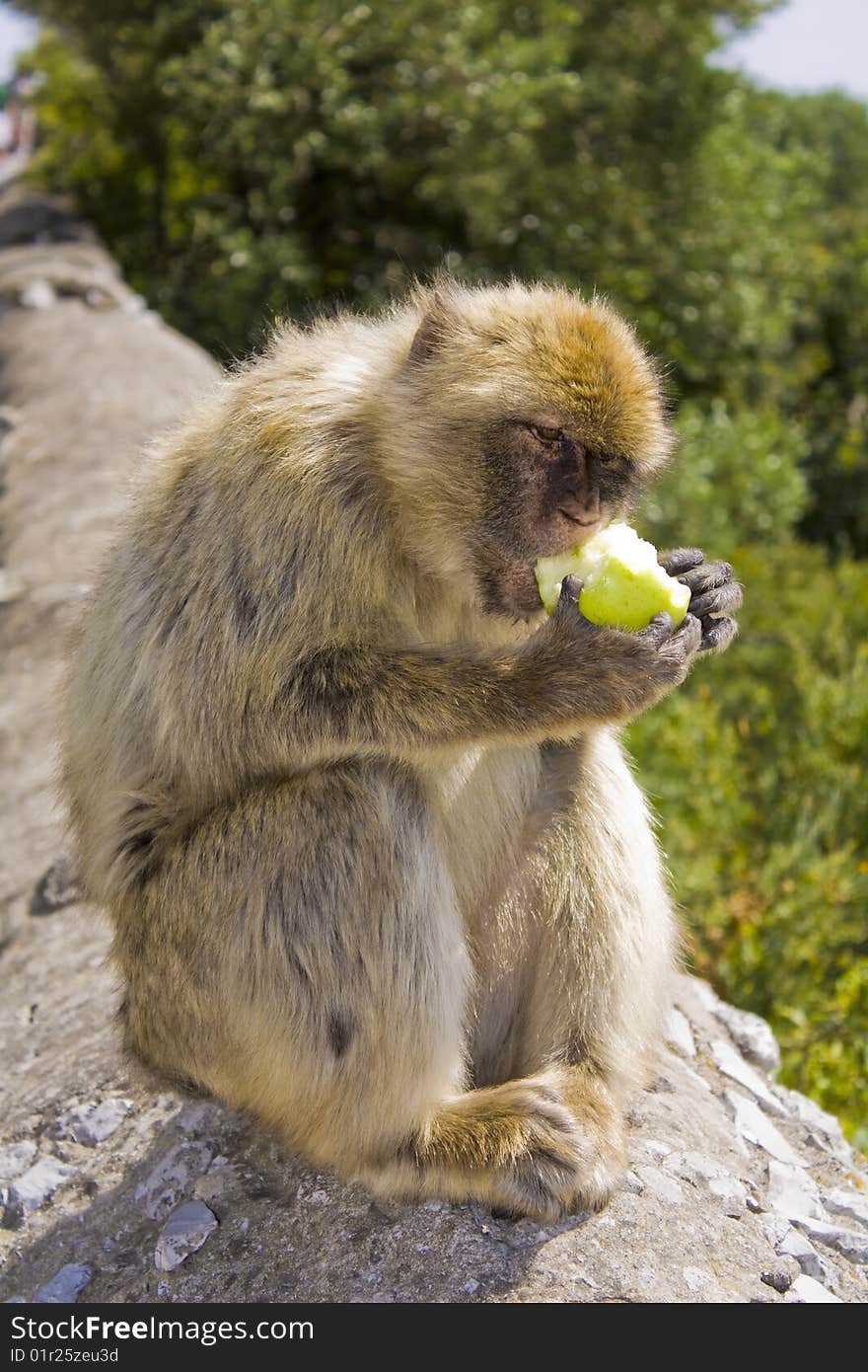 A Barbary Macacque eating an apple that he has taken from a tourist in Gibraltar. A Barbary Macacque eating an apple that he has taken from a tourist in Gibraltar