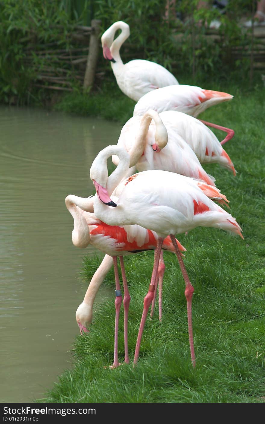 Row of greater flamingos by water