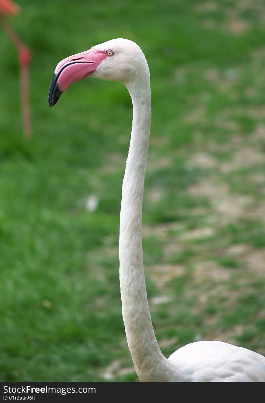 Greater flamingo head and neck detail