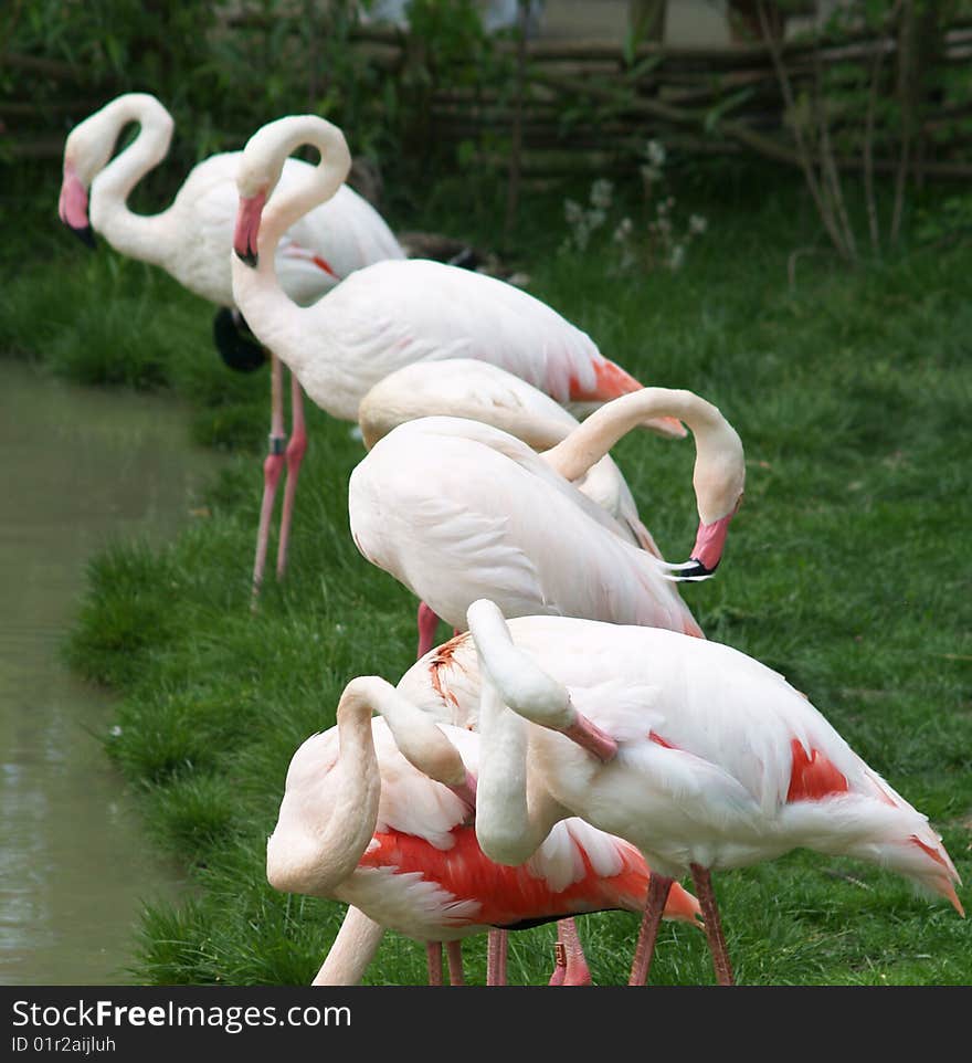 Row of greater flamingos by water