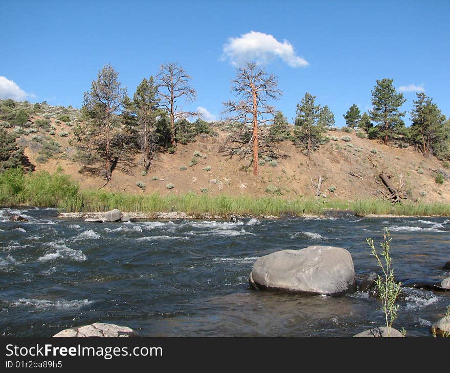 River flows by bank with pine trees and clouds