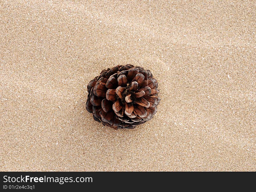 Pine cone on beach