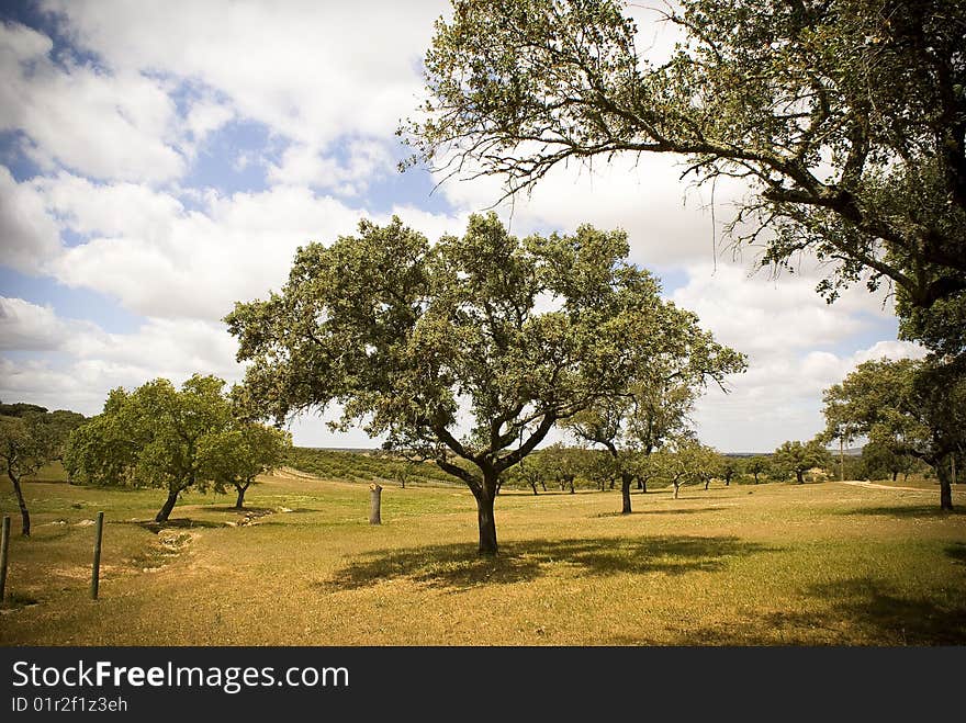 Field of trees in Portugal