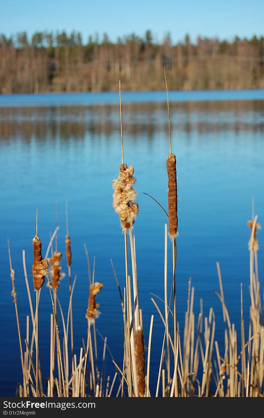 Reed near a lake with a forest in the background reflected back into the water