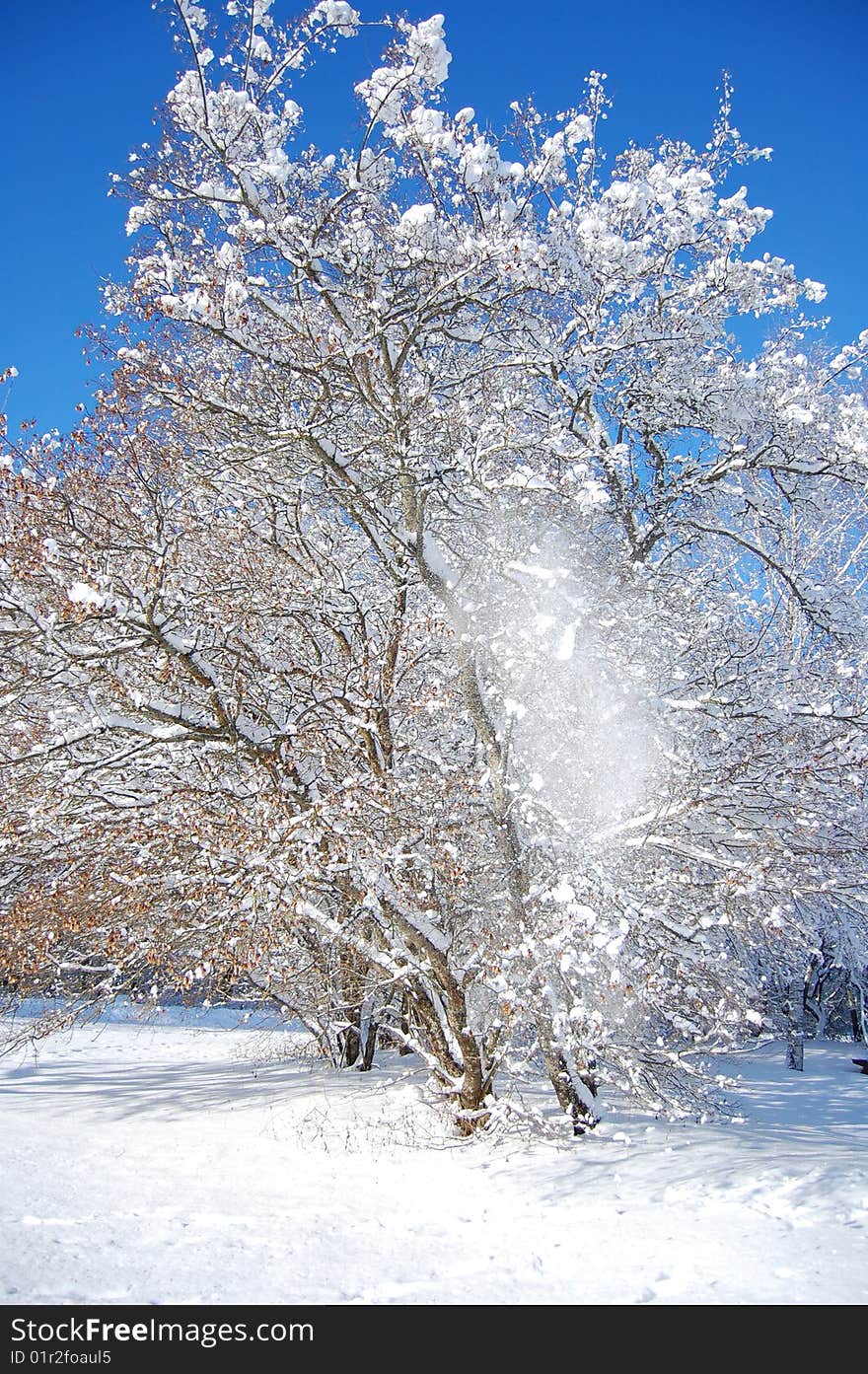 Winter white