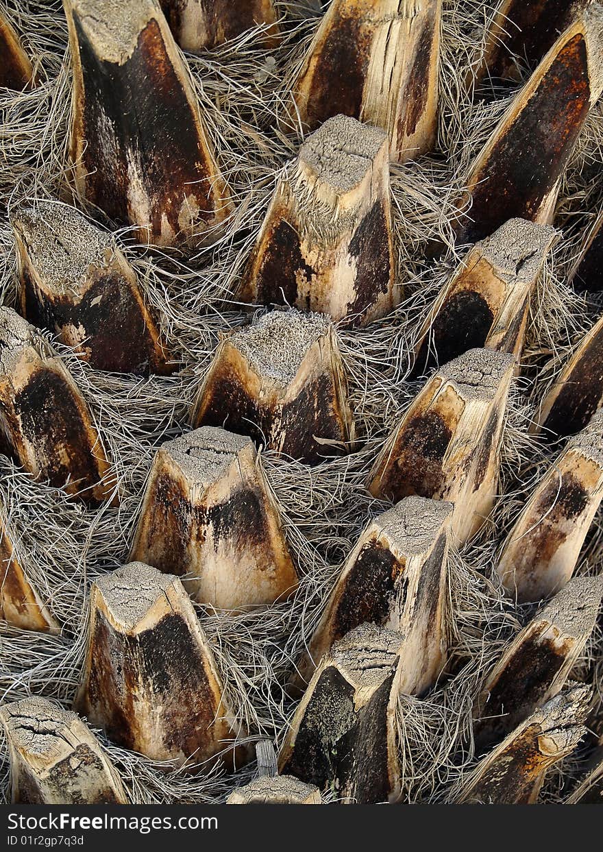 Close up of a palm tree trunk