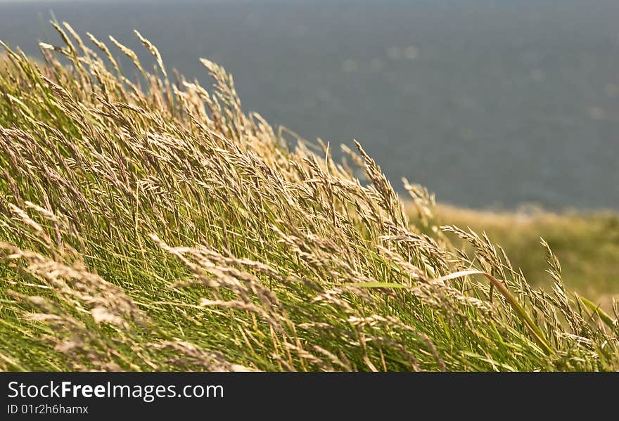 Ireland -Grass Over Cliffs