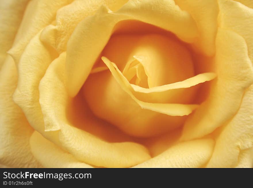 Yellow rose macro