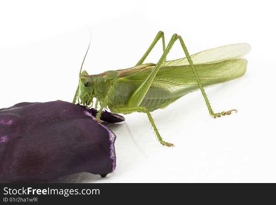 Closeup locust eating red cabbage