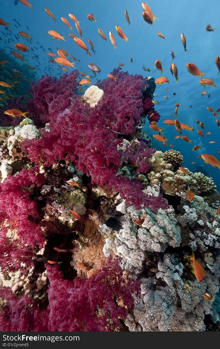 Ocean, sun and fish taken in the red sea.