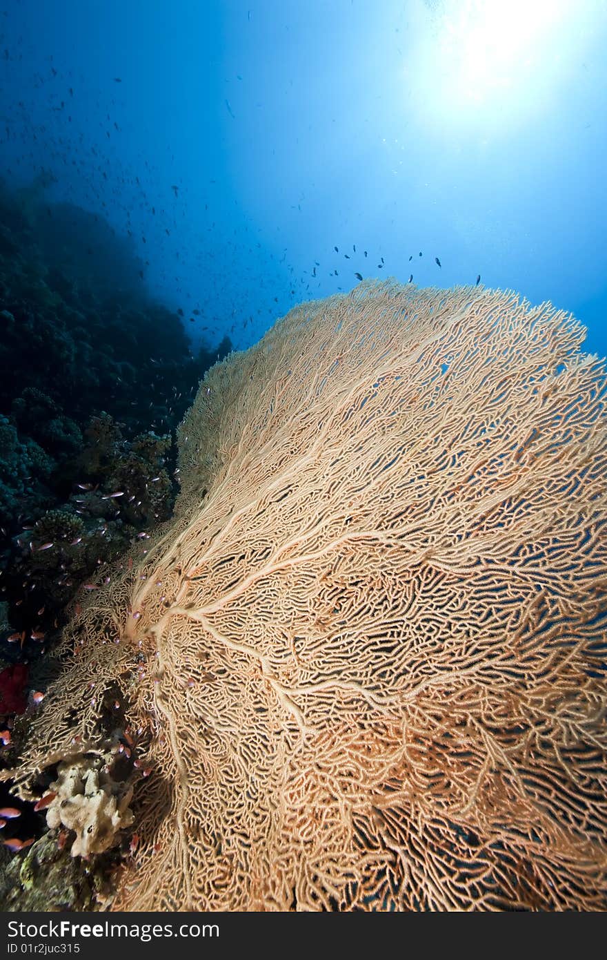 Ocean, sun and seafan taken in the red sea.