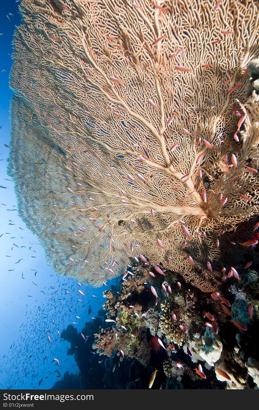 Ocean, sun and seafan taken in the red sea.