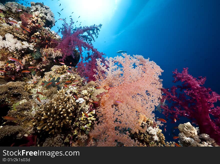 Ocean, sun and fish taken in the red sea.