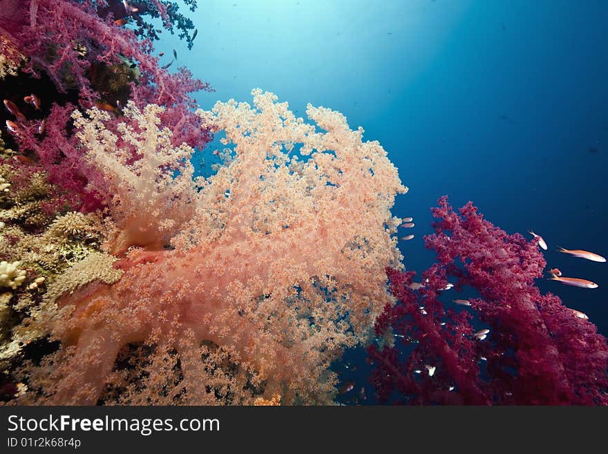 Ocean, sun and fish taken in the red sea.