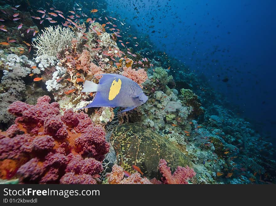 Ocean, sun and fish taken in the red sea.