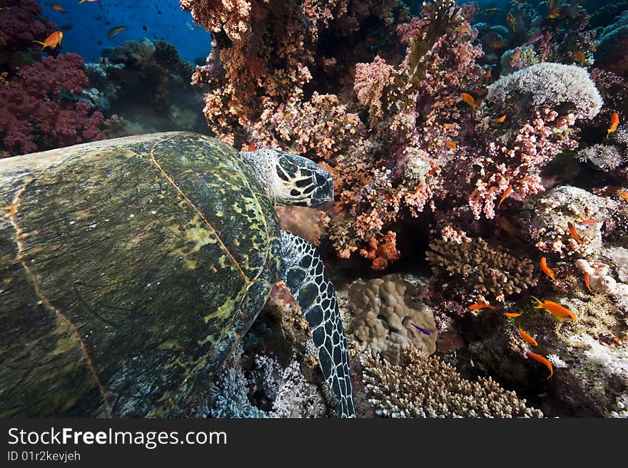 Ocean, sun and hawksbill turtle