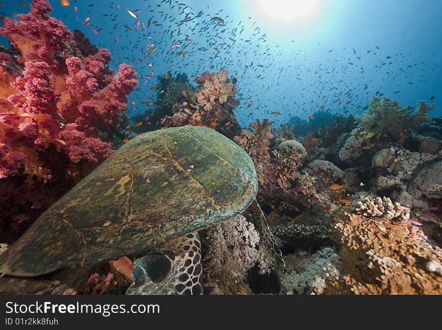 Ocean, sun and hawksbill turtle taken in the red sea.