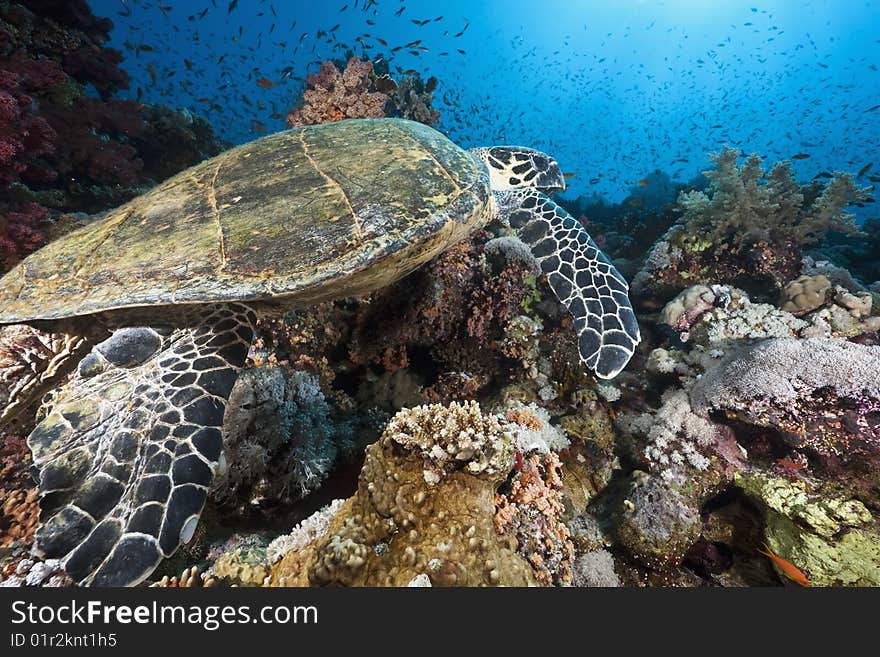 Ocean, sun and hawksbill turtle