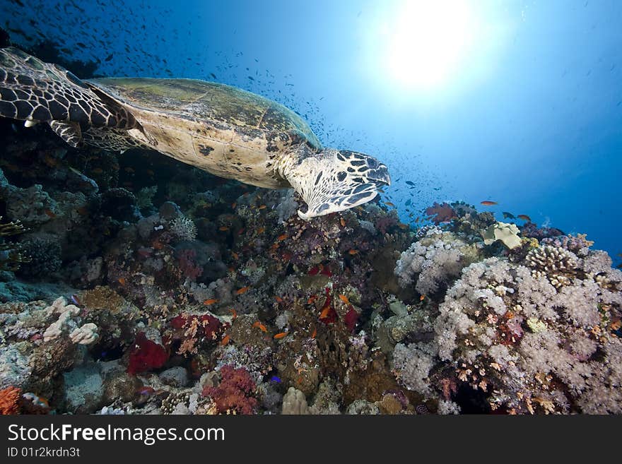 Ocean, sun and hawksbill turtle