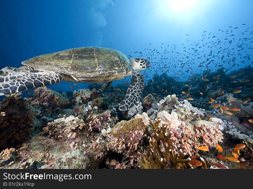 Ocean, sun and hawksbill turtle taken in the red sea.