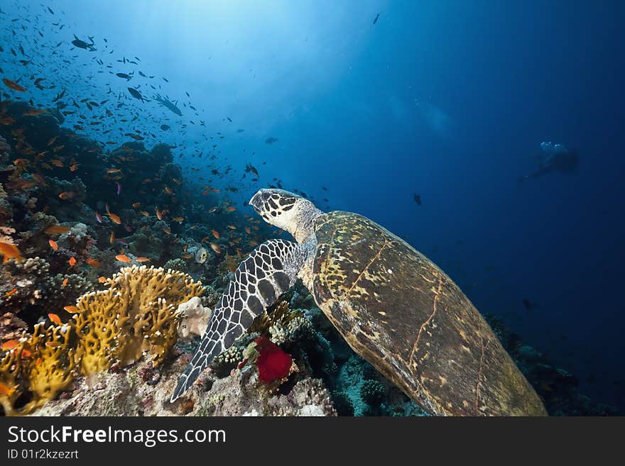 Ocean, sun and hawksbill turtle taken in the red sea.