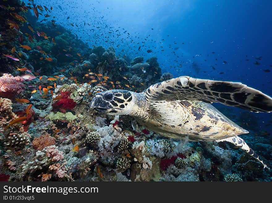 Ocean, sun and hawksbill turtle