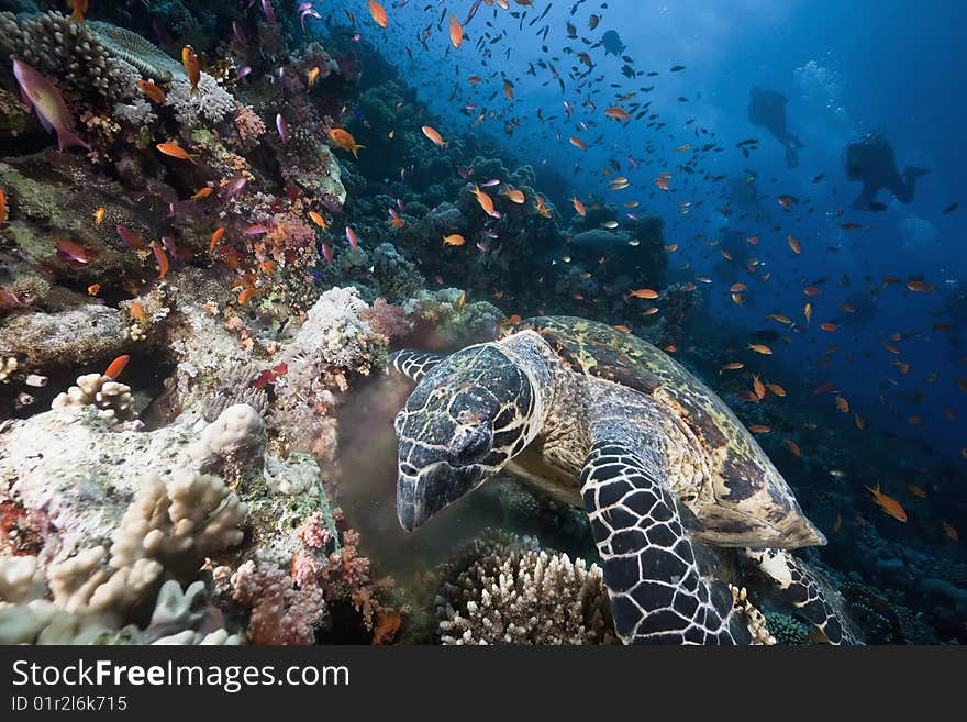 Ocean, sun and hawksbill turtle