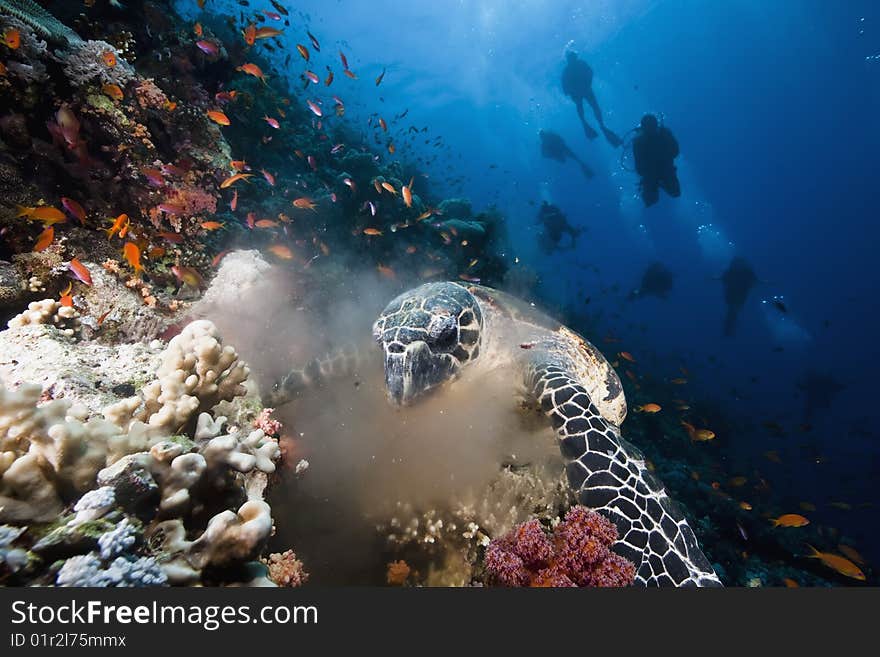 Ocean, sun and hawksbill turtle