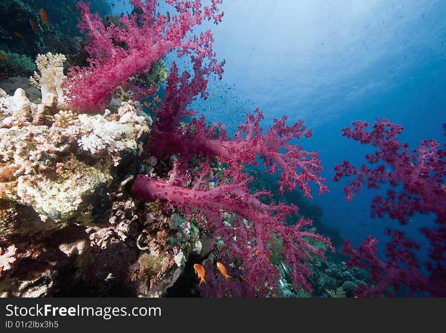 Ocean, sun and fish taken in the red sea.