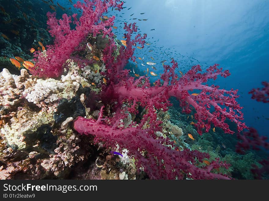 Ocean, sun and fish taken in the red sea.