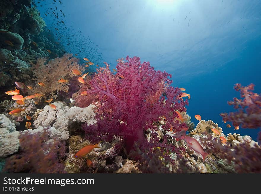 Ocean, sun and fish taken in the red sea.