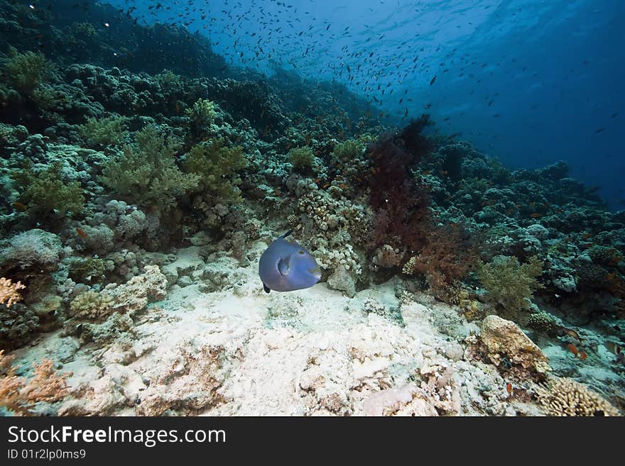 Ocean, sun and fish taken in the red sea.