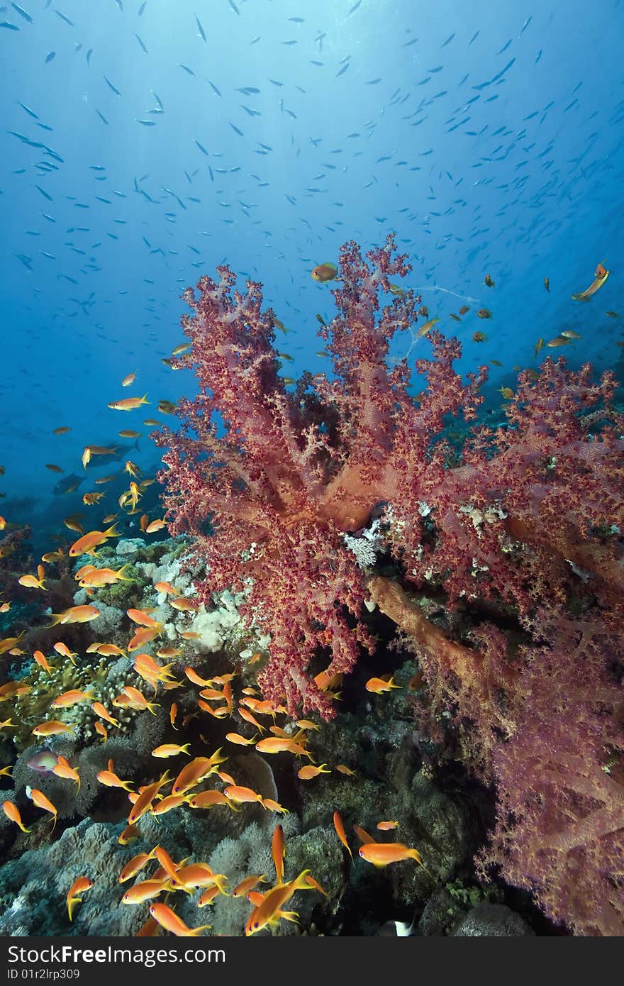 Ocean, sun and fish taken in the red sea.