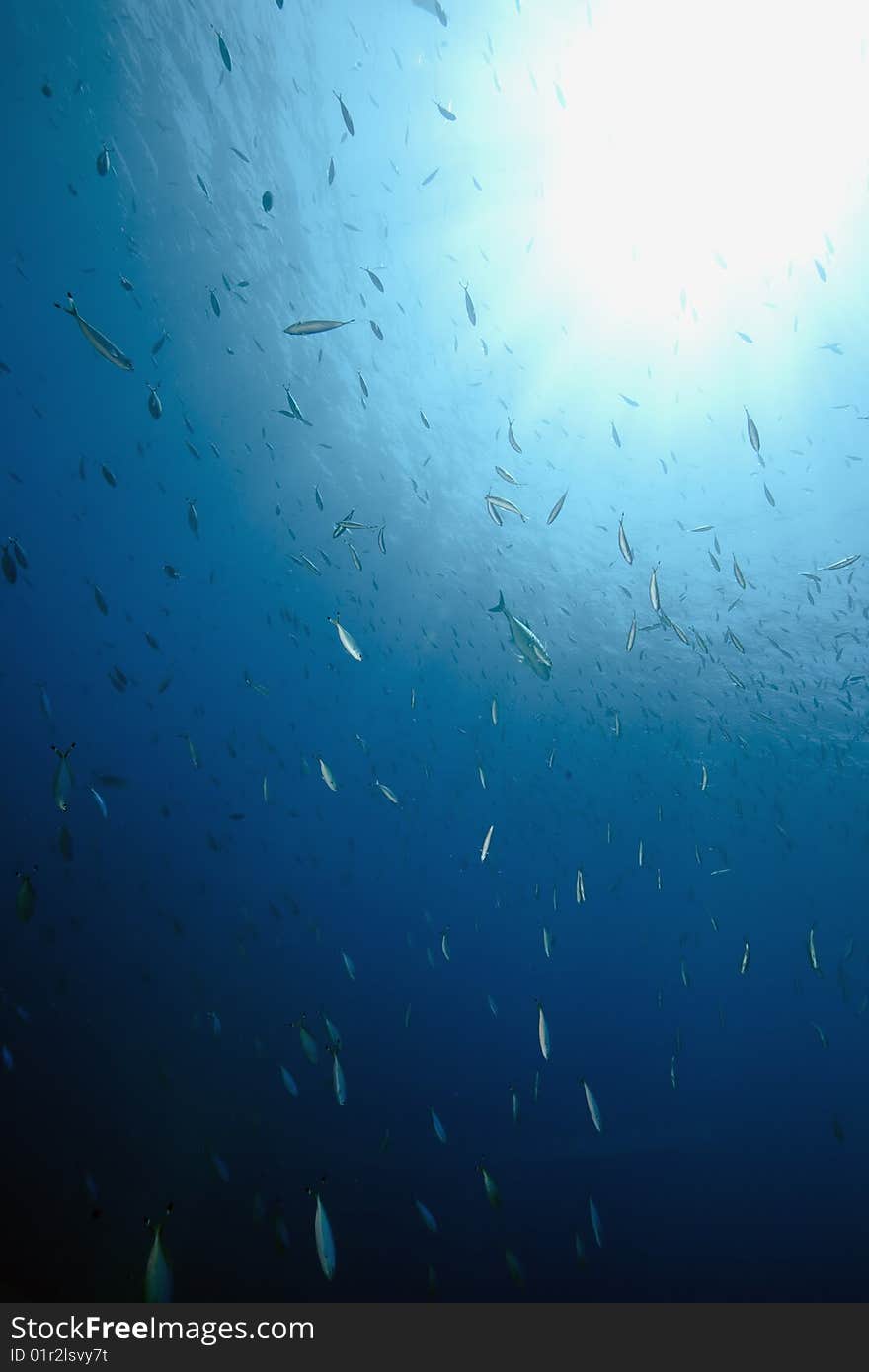 Ocean, sun and fish taken in the red sea.