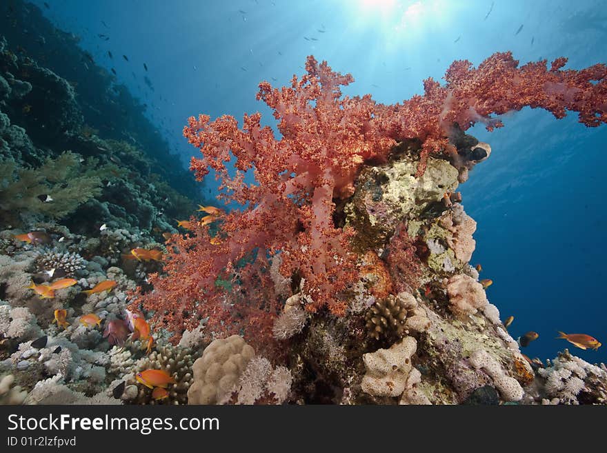 Ocean, sun and fish taken in the red sea.