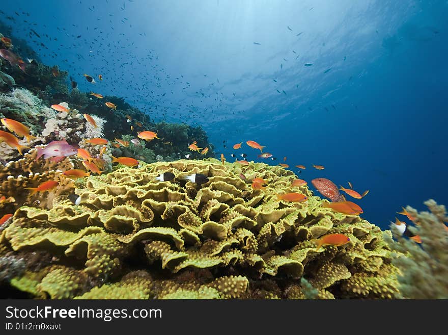 Ocean, sun and fish taken in the red sea.