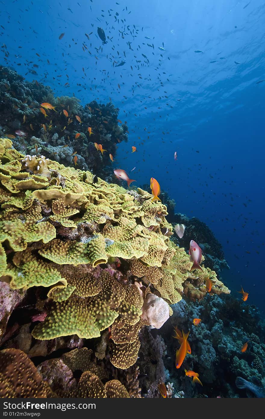 Ocean, sun and fish taken in the red sea.