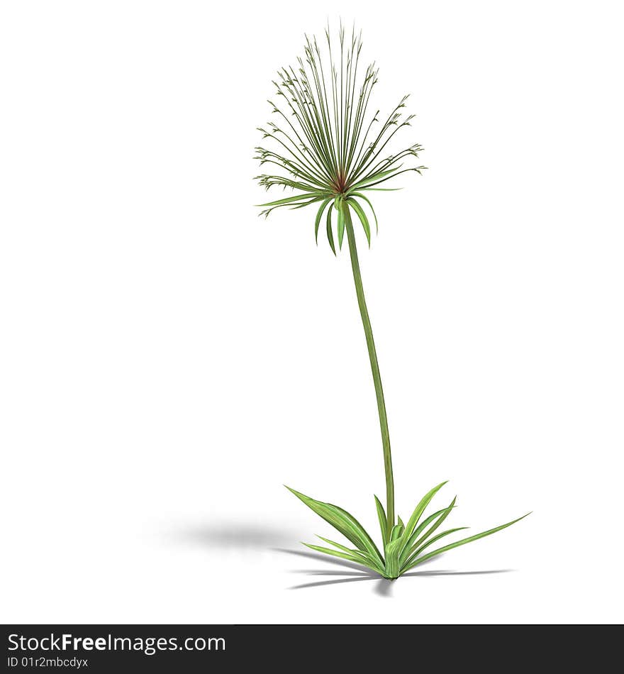 Papyrus bush. 3D render with clipping path and shadow over white